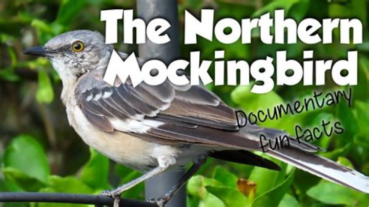 The Complete Guide To Mockingbird Lifespan: How Long Do They Live?