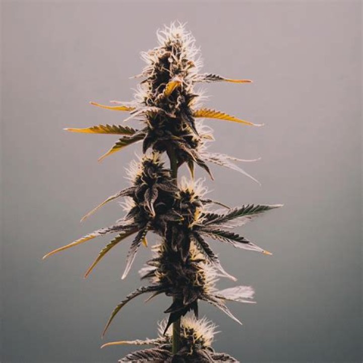 The Ultimate Guide To Decatur Kush: Strain Review And Grow Tips