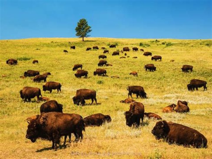 Unforgettable Bison Encounters In The Wild