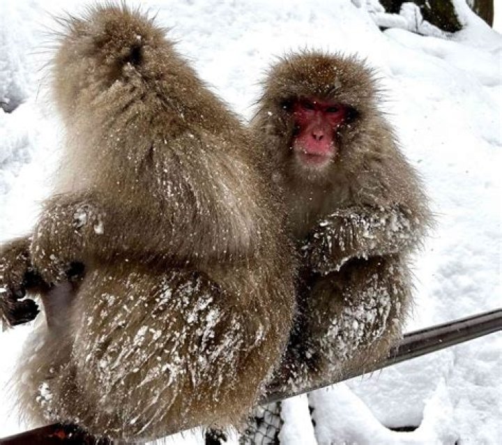 Unraveling The Mystery: Did Arctic Monkeys Break Up?