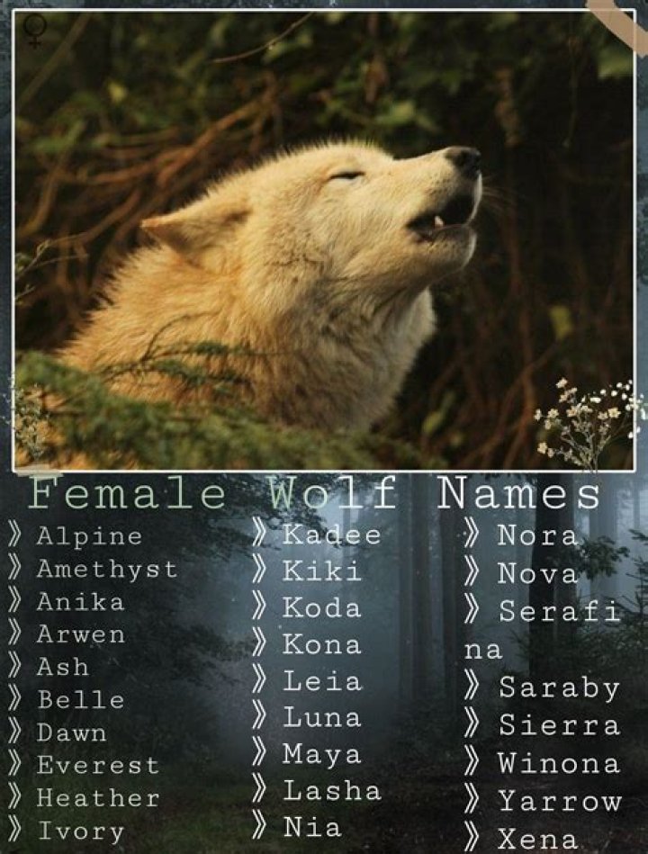Unveiling The Secrets Of Cute Wolf Names: A Journey Of Discovery